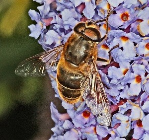 Mehiläinen Bee pieni - mehiläisten karkotus Tuholaistorjuntakeskukselta
