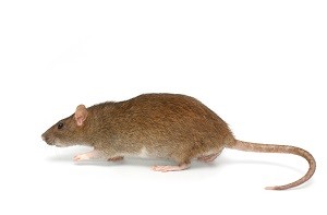 Rat Pest Control Center Finland